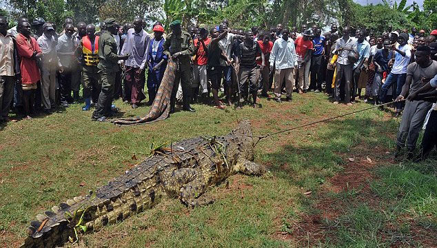 Brave fisherman faces crocodile. 