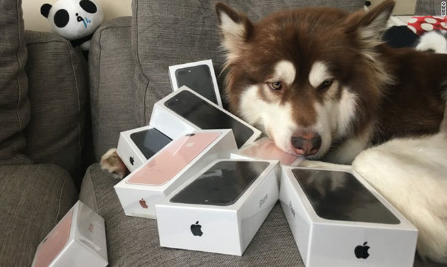 Chinese billionaire buys his dog Coco eight iPhone 7s. 