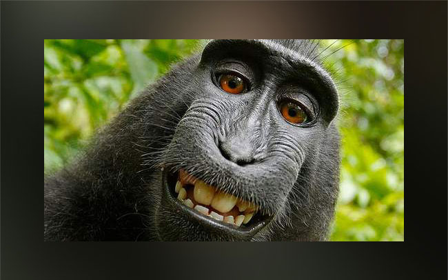 Monkey selfie causes rage over who owns its copyright. 