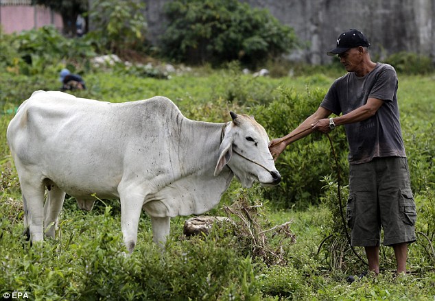 The cow with its owner Rustico Sarno