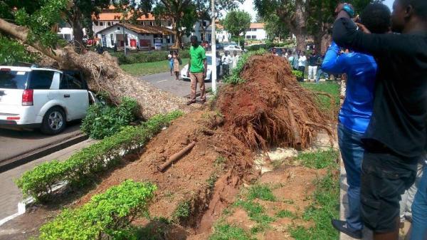 Oops! Tree falls on top of cheating couple’s car