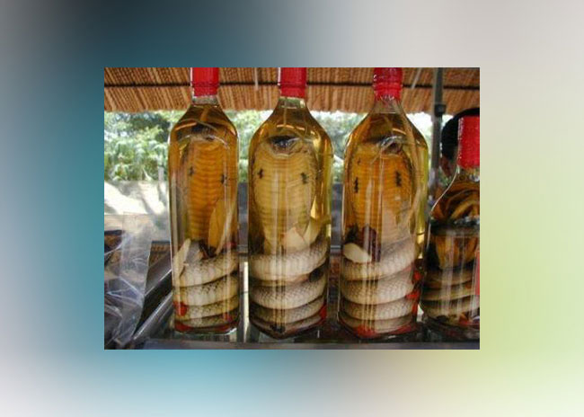 Snake Alcohol in Asia China. 